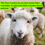 “Die Tiere wurden nie aus dem Garten Eden vertrieben. Es gibt keine Kluft zwischen ihnen und Gott.” - Bild: Schaf auf einer Wiese