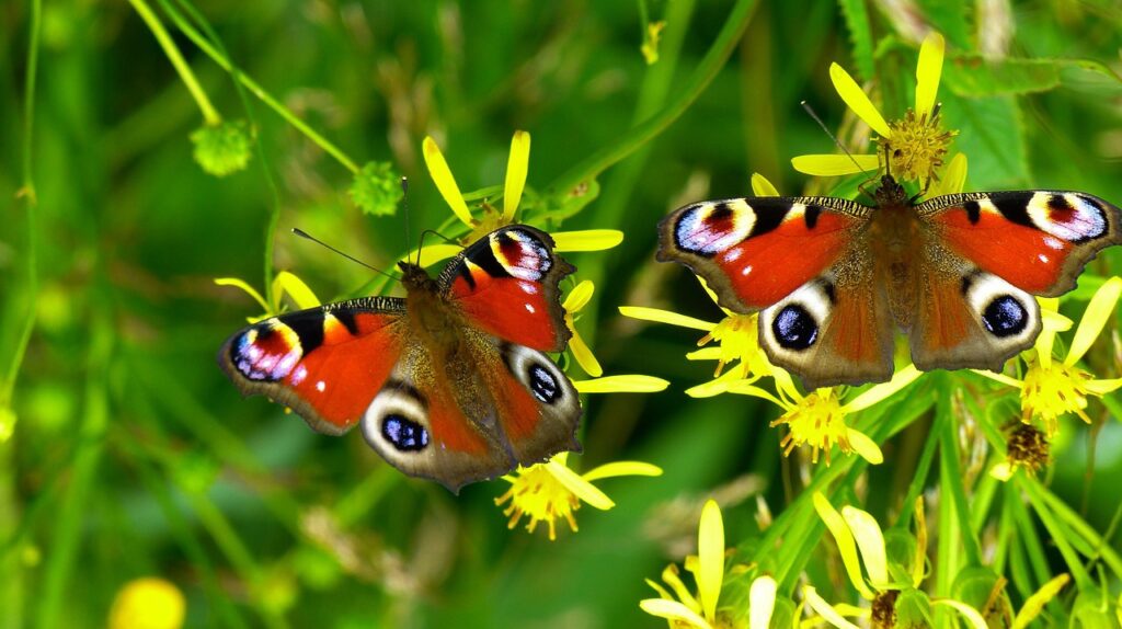 Schmetterlinge auf gelben Blumen