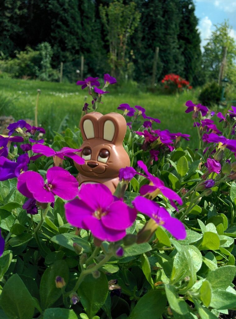 Schokohase im Garten