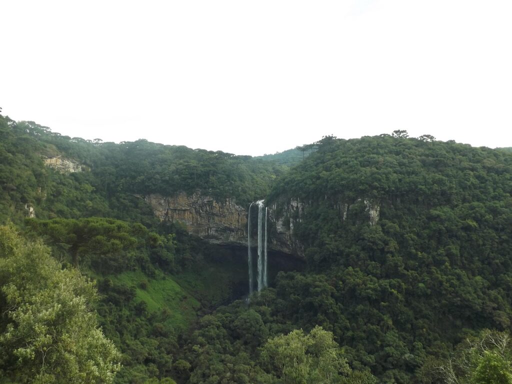 Tropenwald