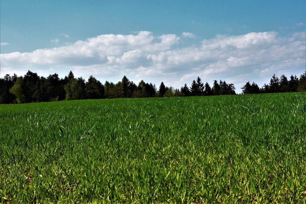 grünes Feld