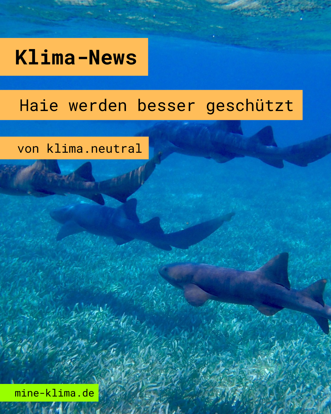 Klima-News: Haie werden besser geschützt