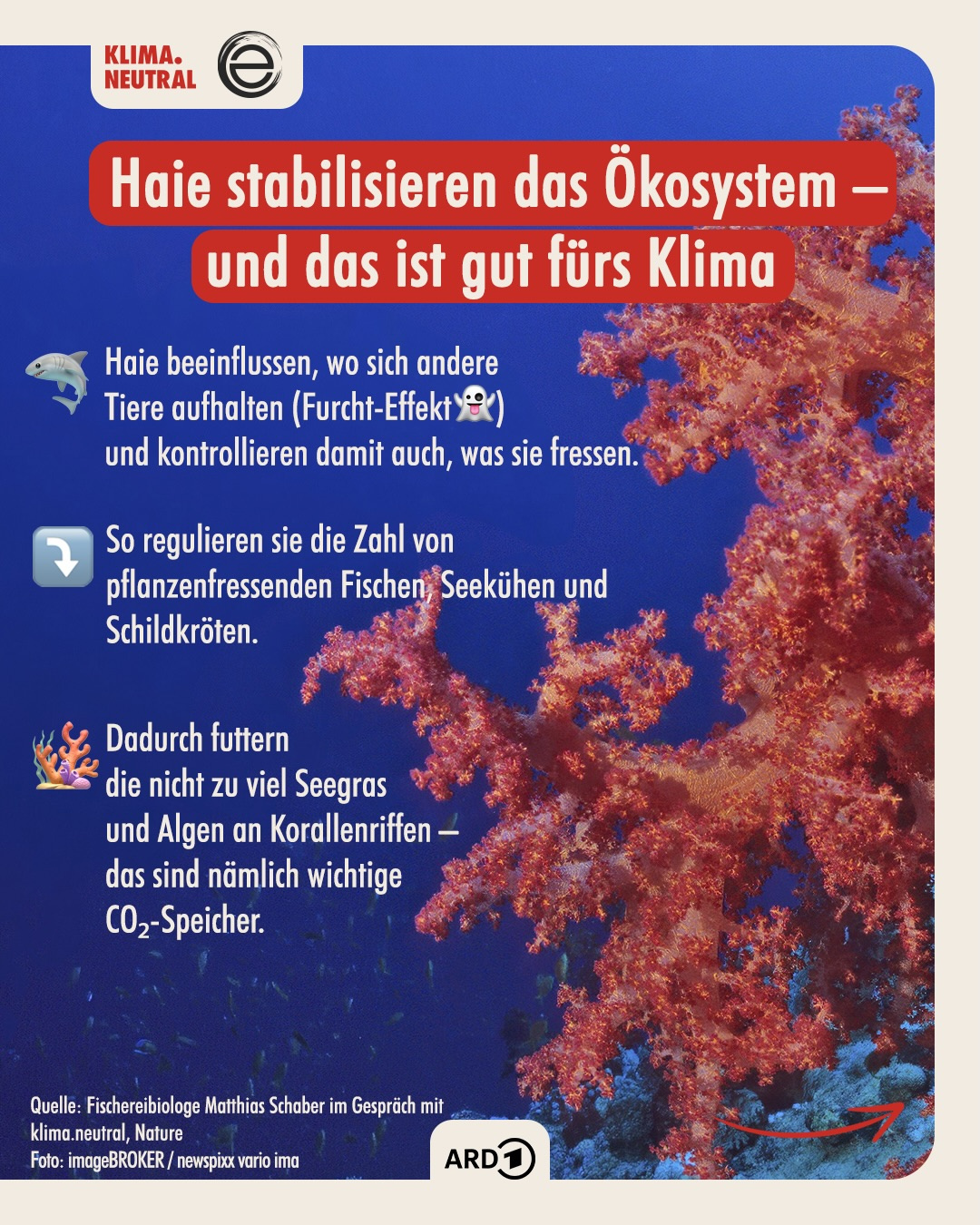 Haie stabilisieren das Ökosystem und das ist gut fürs Klima