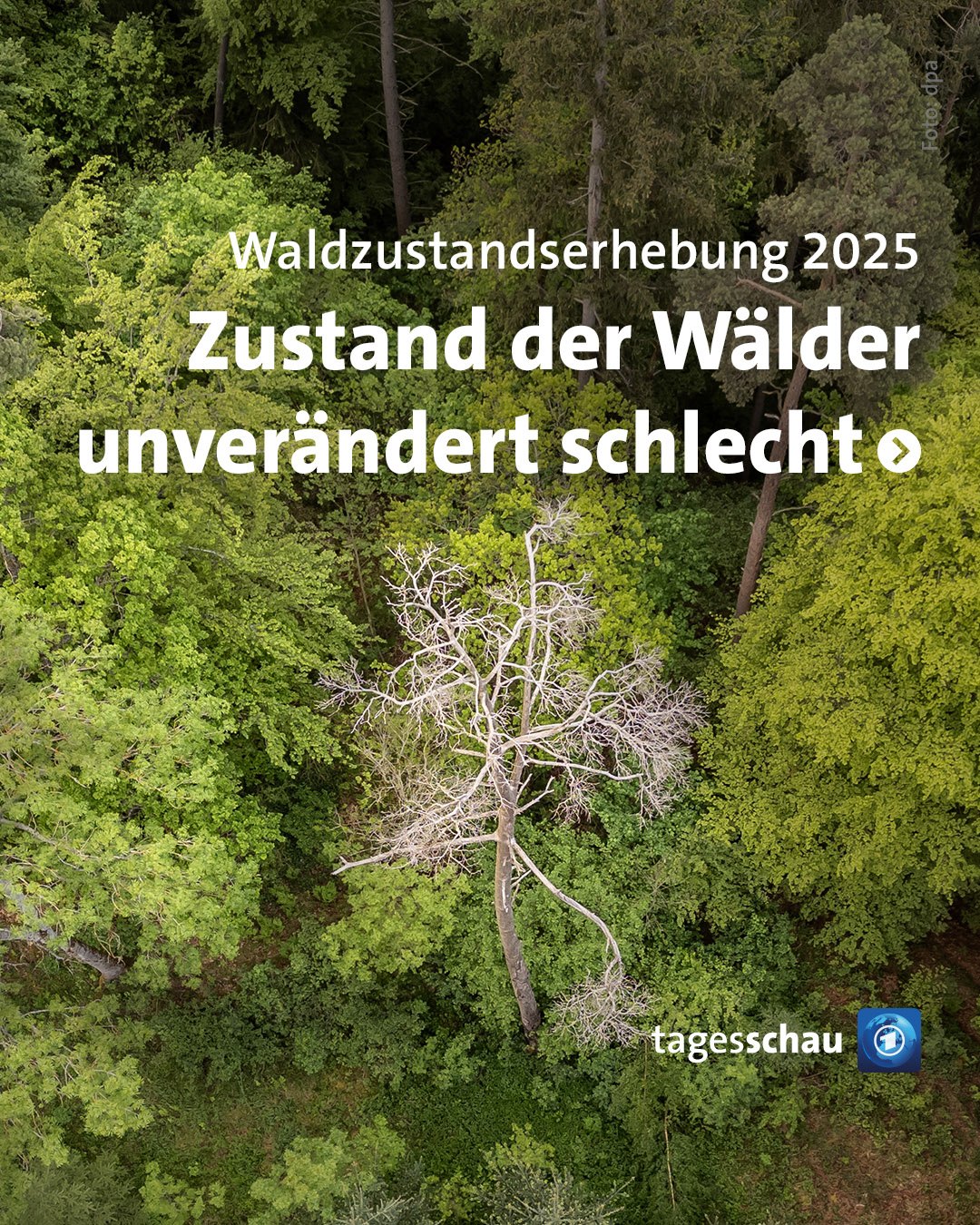 @tagesschau: Waldzustandserhebung 2025, Zustand der Wälder unverändert kritisch