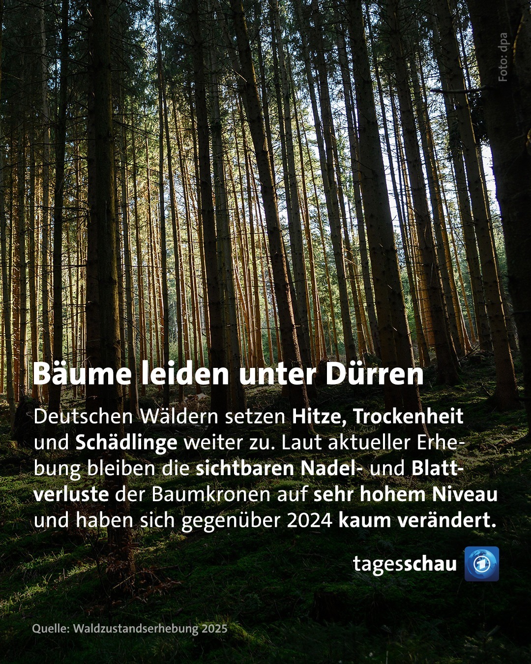 @tagesschau: Bäume leiden unter Dürren