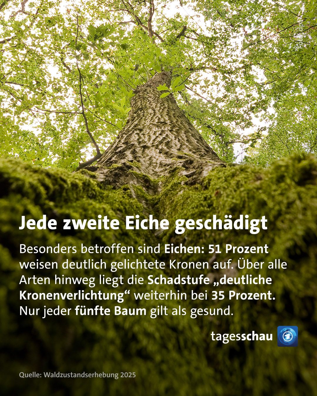 @tagesschau: Jede zweite Eiche geschädigt