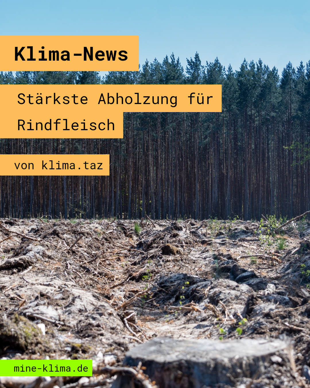 Klima-News: Stärkste Abholzung für Rindfleisch
