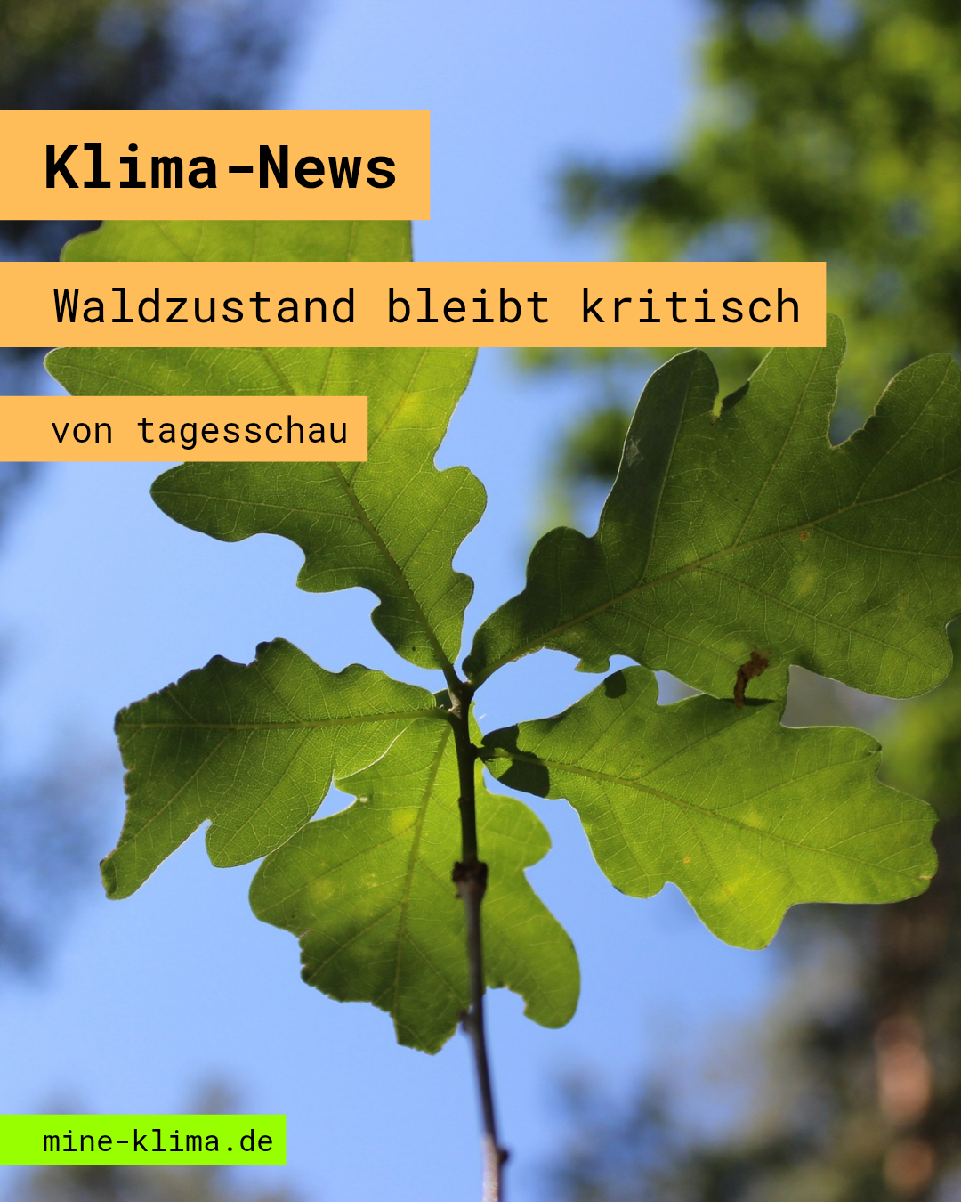 Klima-News: Waldzustand bleibt kritisch