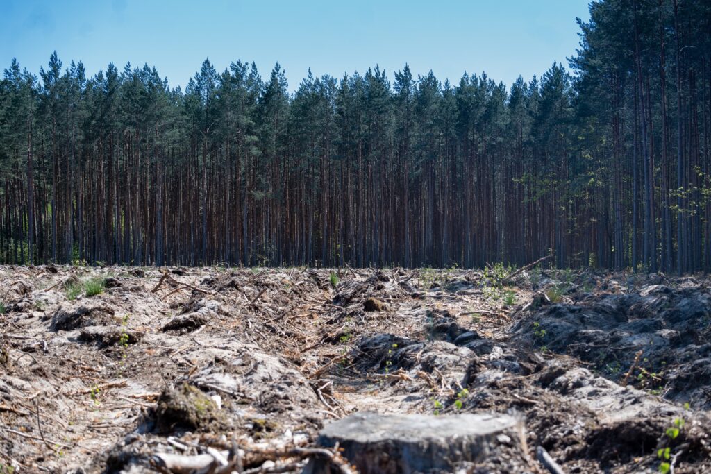 Wald