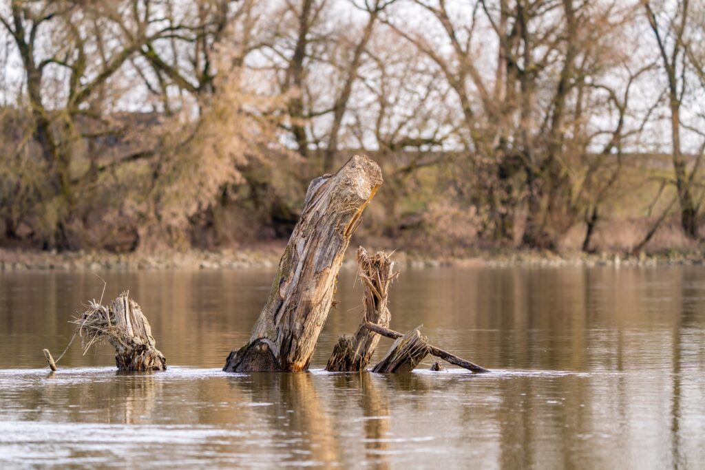 Baum im Wasser