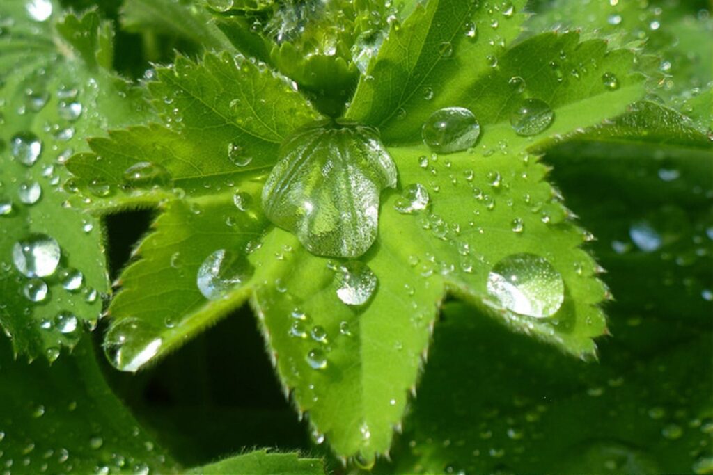 Pflanzenblatt mit Wassertropfen